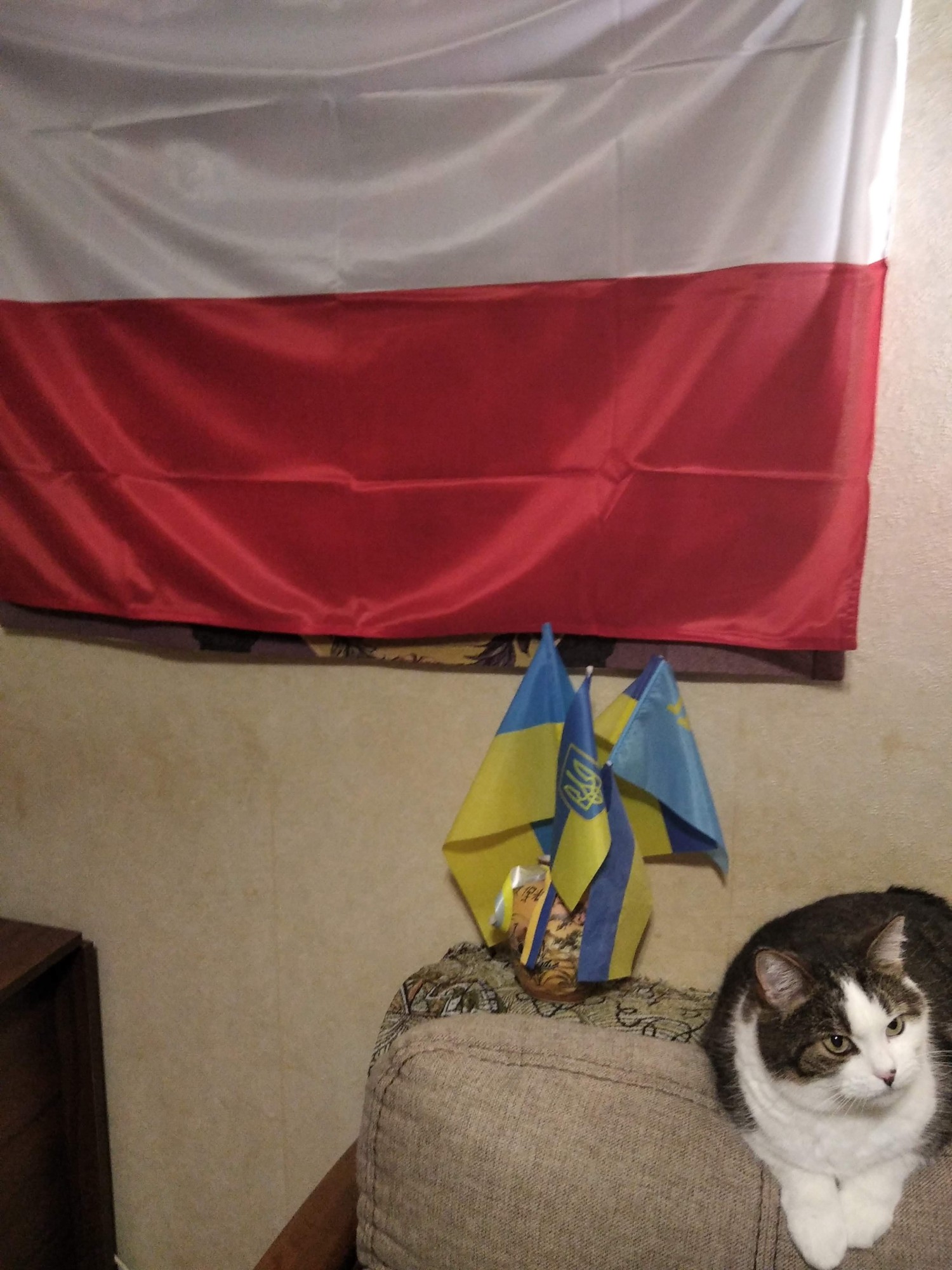 livebirdspoland_904150108dc6316bf7fd3e102597c04e.jpg
