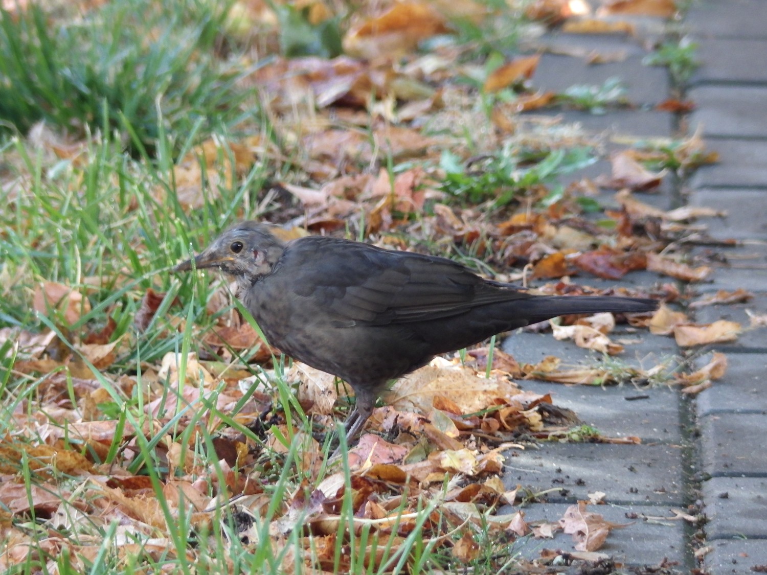 livebirdspoland_1a7611acdf6fd09e5c985957d5f704cb.jpg
