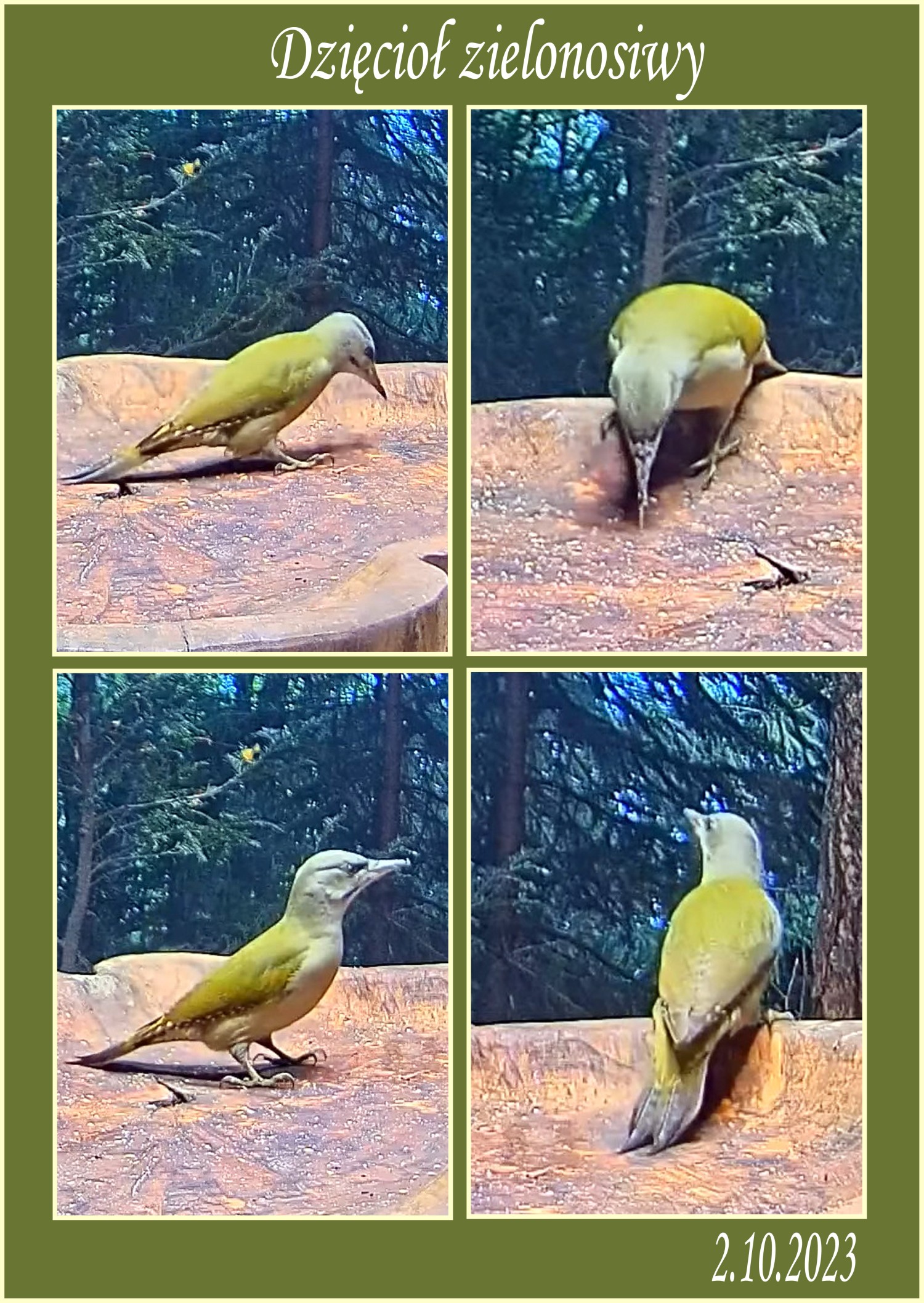 livebirdspoland_a6d967a36923b18e94d2401e5a28d212.jpg