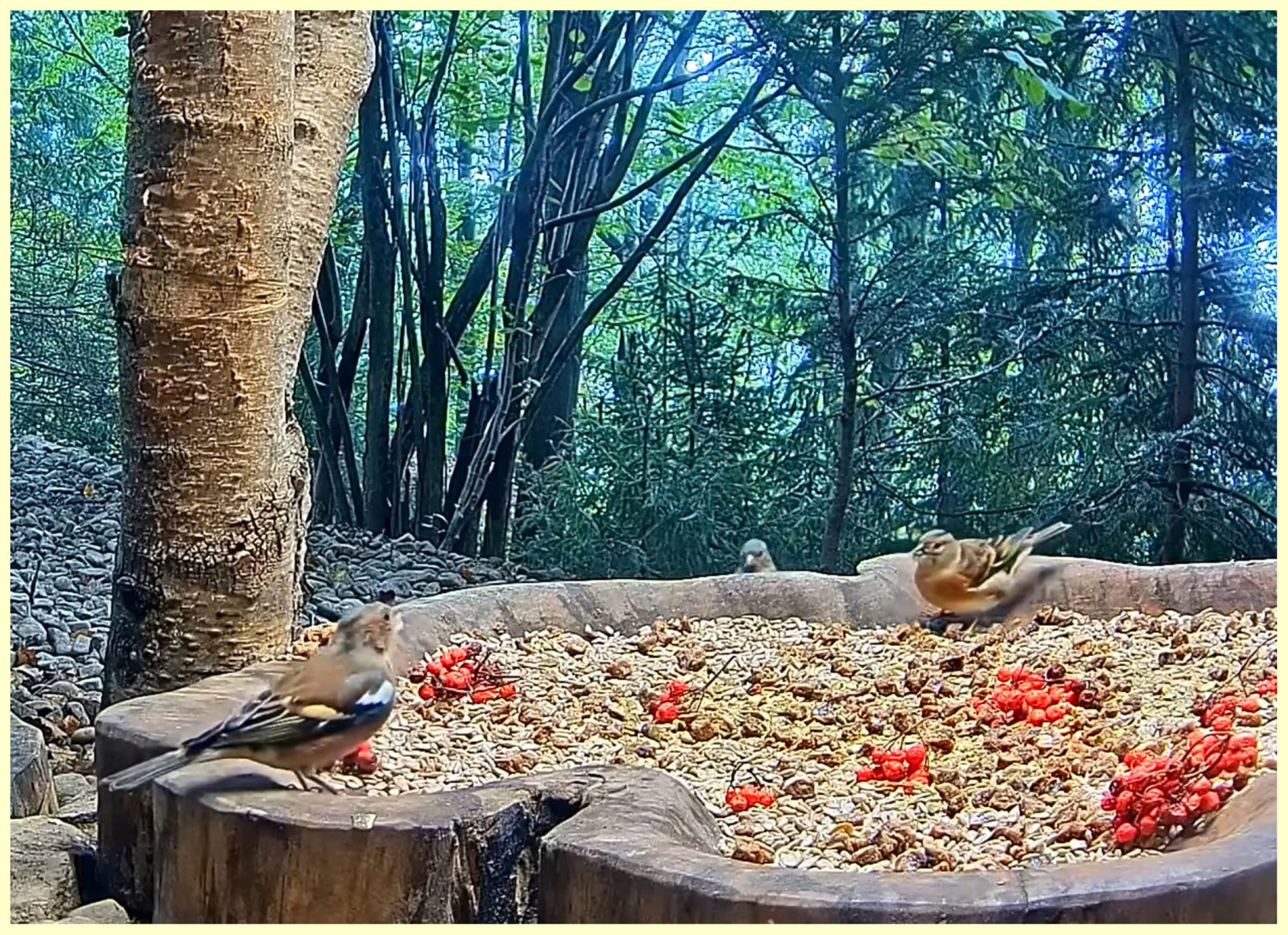 livebirdspoland_abcc570c203b03e30be59c59bd0d3ec6.jpg