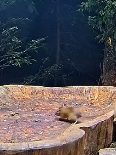 livebirdspoland_77f02c381b25f3ae5b7ad261fcf59d7c.jpg