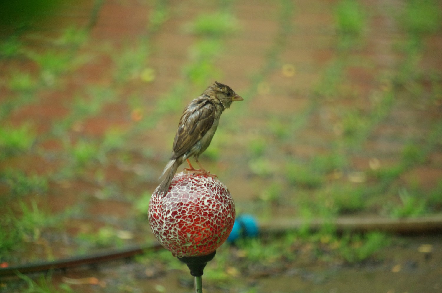 livebirdspoland_babff32cd5e7983a7da33001e4fb55d0.jpg