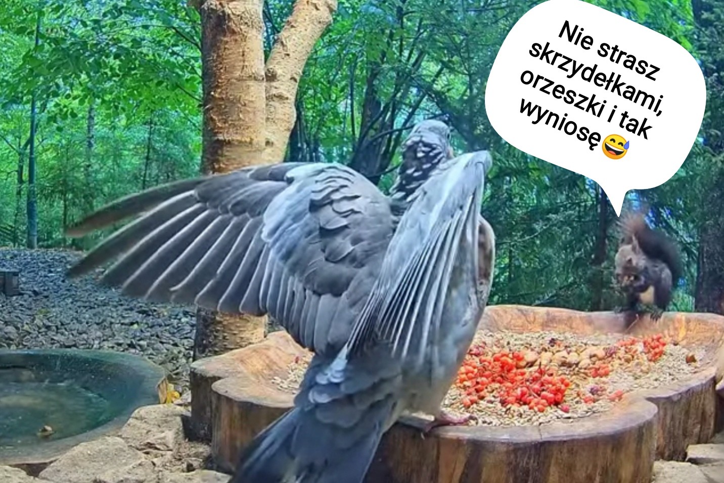 livebirdspoland_e00795aa3c9b96ab9327bb57a748f739.jpg