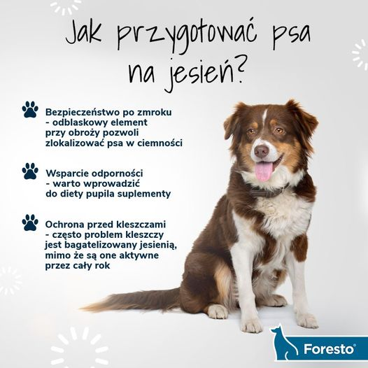 livebirdspoland_adde5a3ae8398242ea264fe2673a361a.png