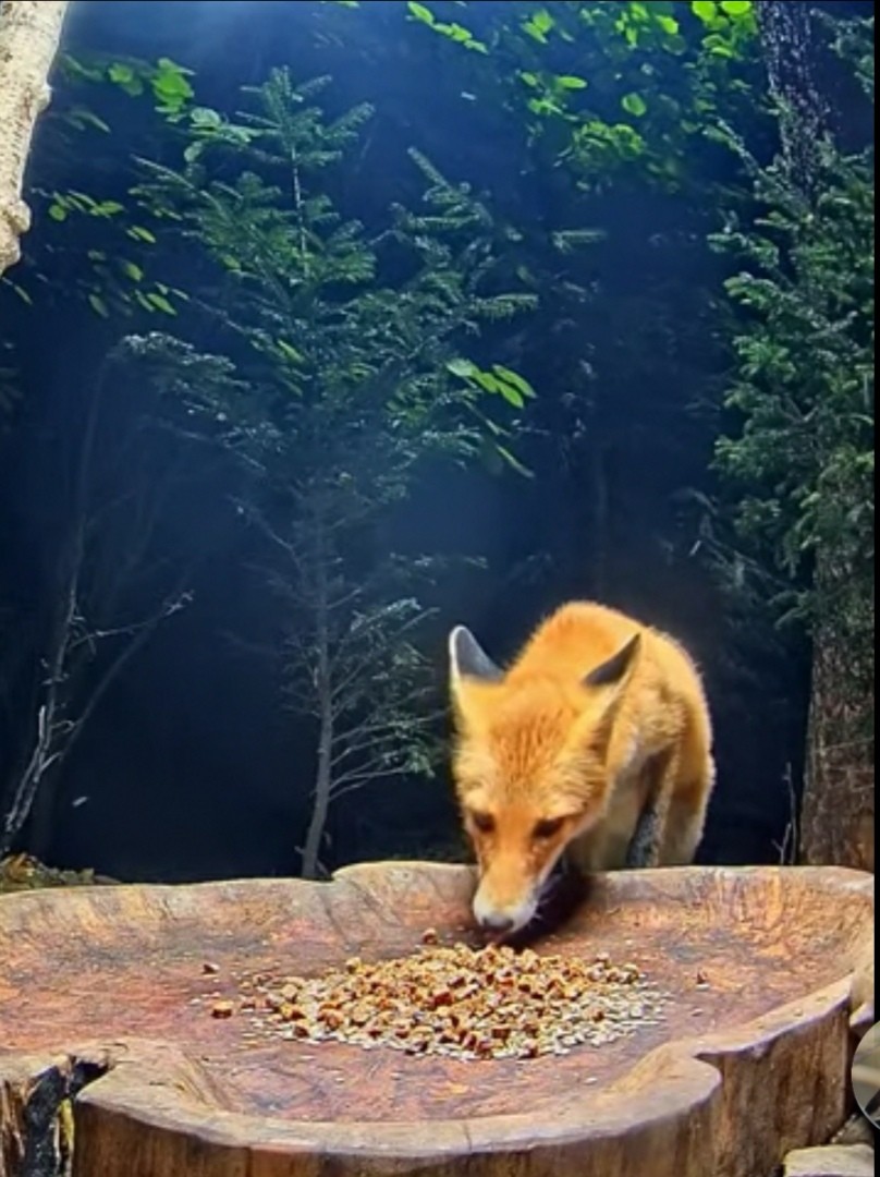livebirdspoland_4b8f15d49dfb9aa7b5597d4d47f04cfd.jpg