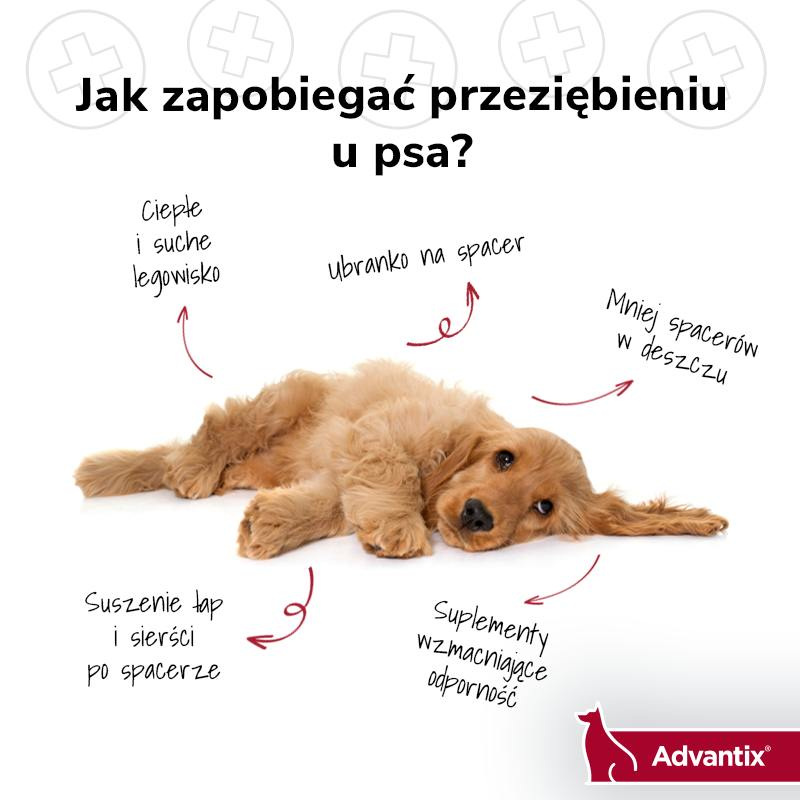 livebirdspoland_09a9fca22d1de6ad2f9df9e6362b3cc0.png