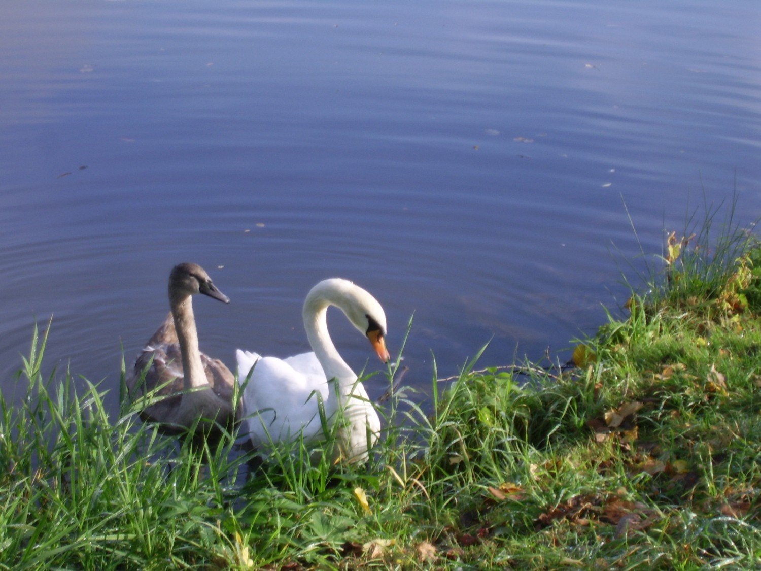 livebirdspoland_c3f5aee6b7de09f1d6d4b29fd7338f33.jpg
