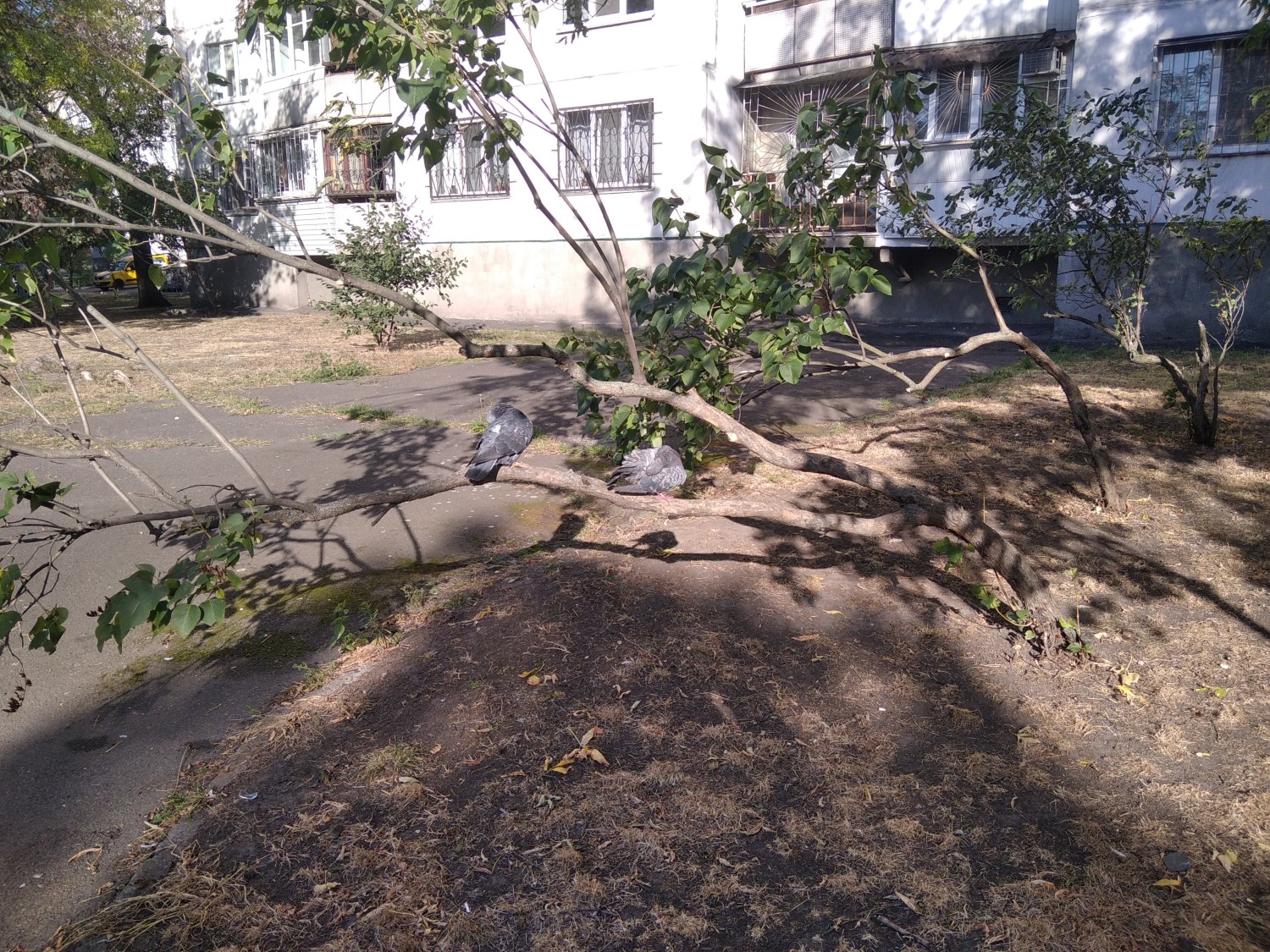 livebirdspoland_be3861ed96c6d9569ca0eb05148d4886.jpg