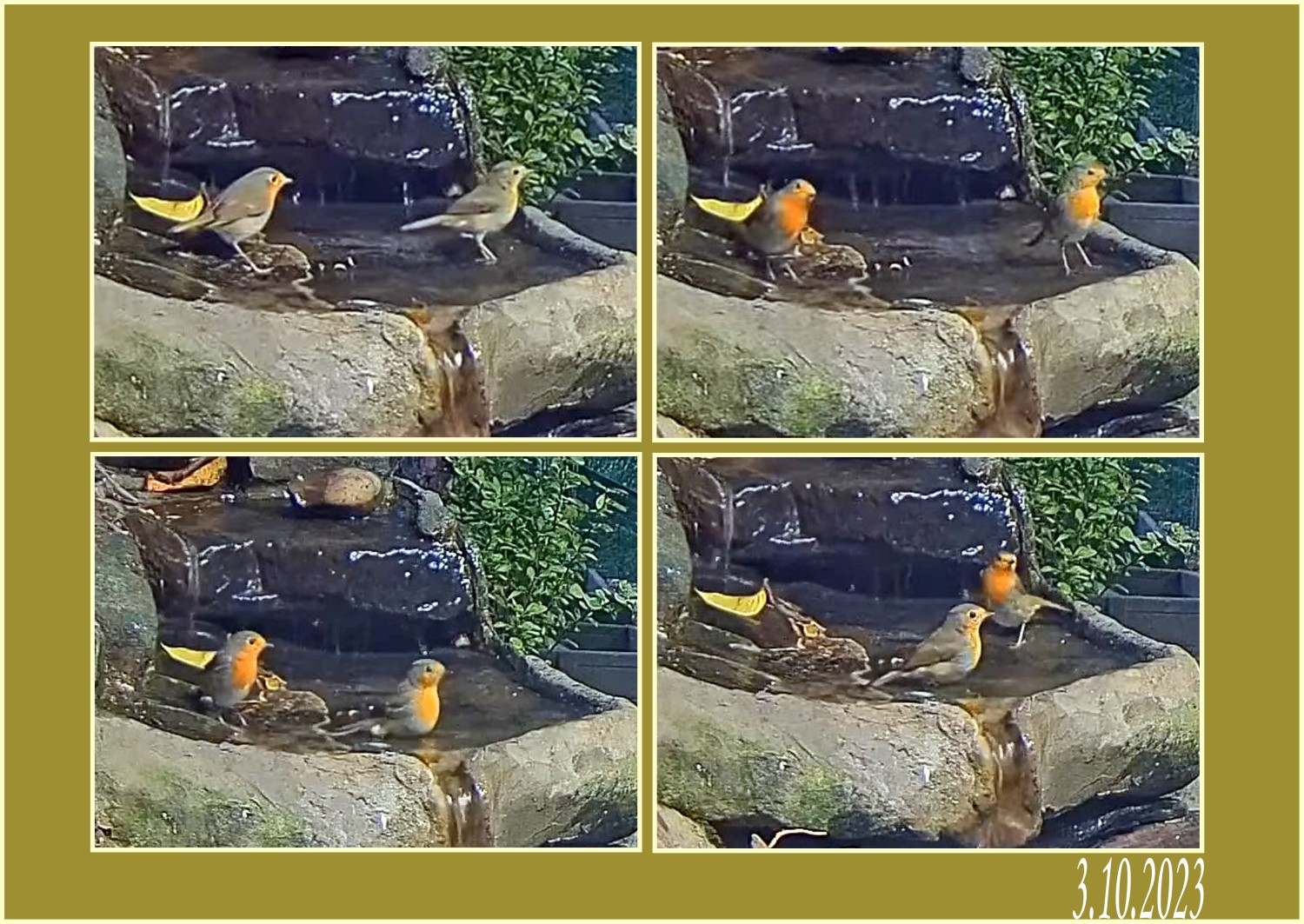 livebirdspoland_9524b2aa0040e729dbbb0c7811b77648.jpg