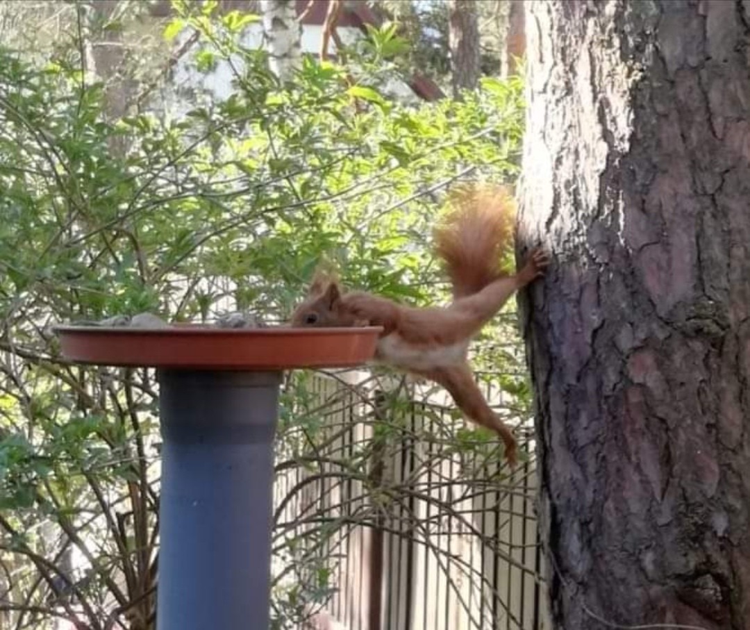 livebirdspoland_78c6a383b754aa57868c29f8cfacfb71.jpg