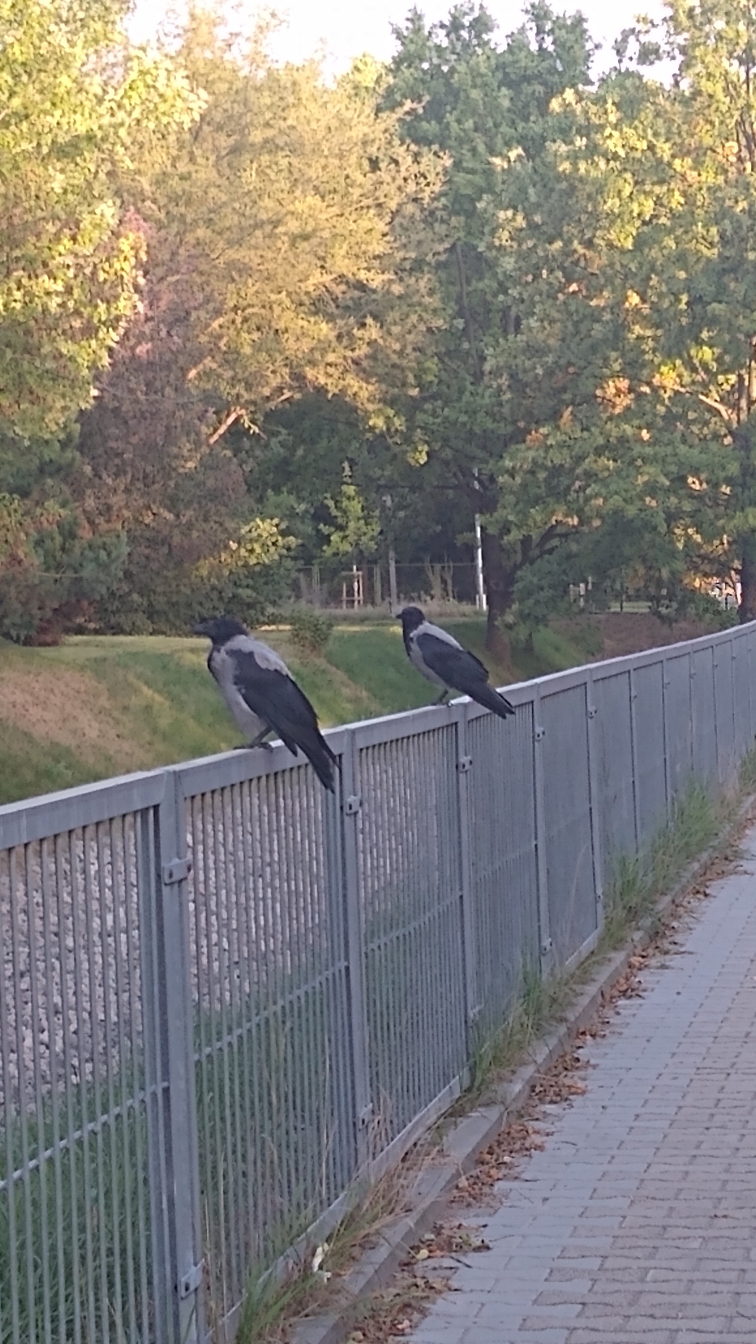 livebirdspoland_3dbcda93bb9af28504e30e6a49dceeac.jpg