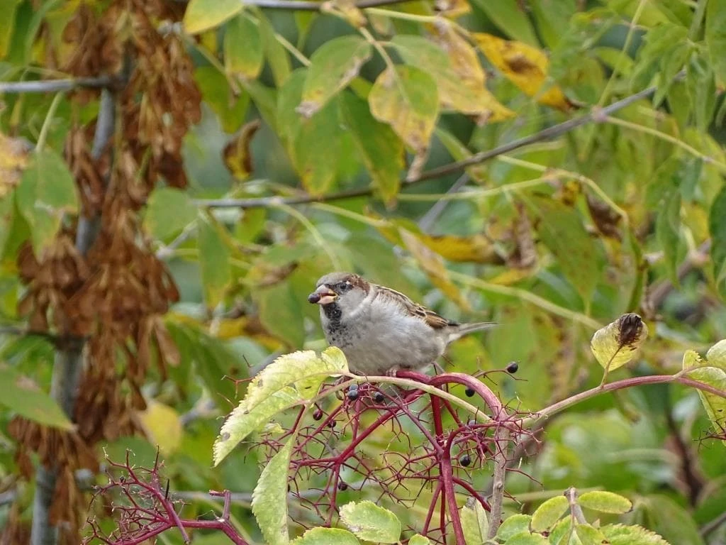 livebirdspoland_cd6daa77ec0759c0d6b8a5eda39036bb.png