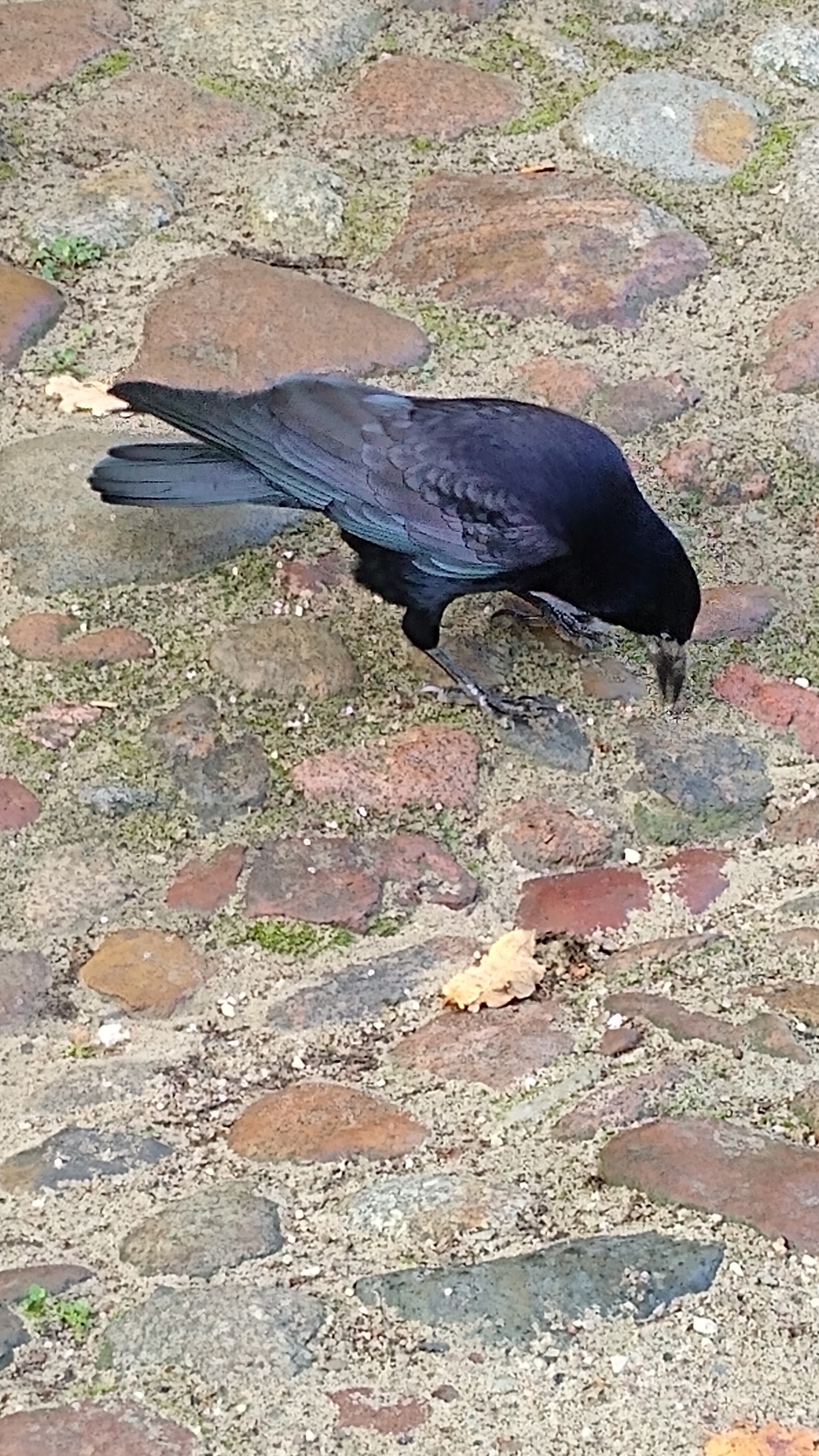 livebirdspoland_db7d51c24cbeb65686939ffc4ba7f27d.jpg