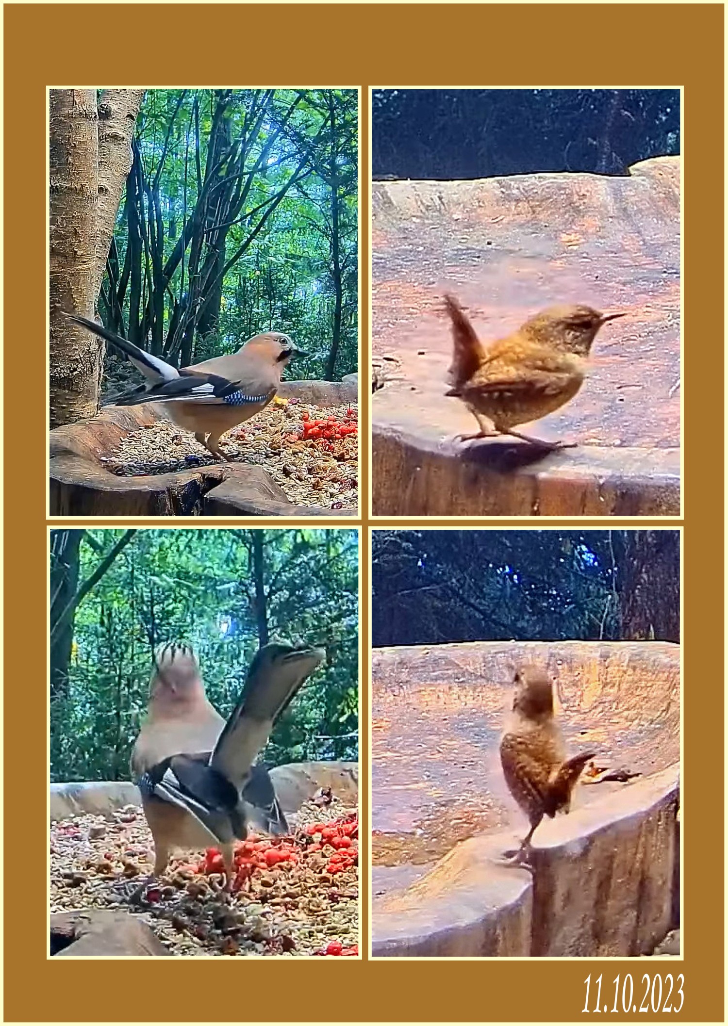 livebirdspoland_20e6ba0fa84b1636922c1cb633f8957a.jpg