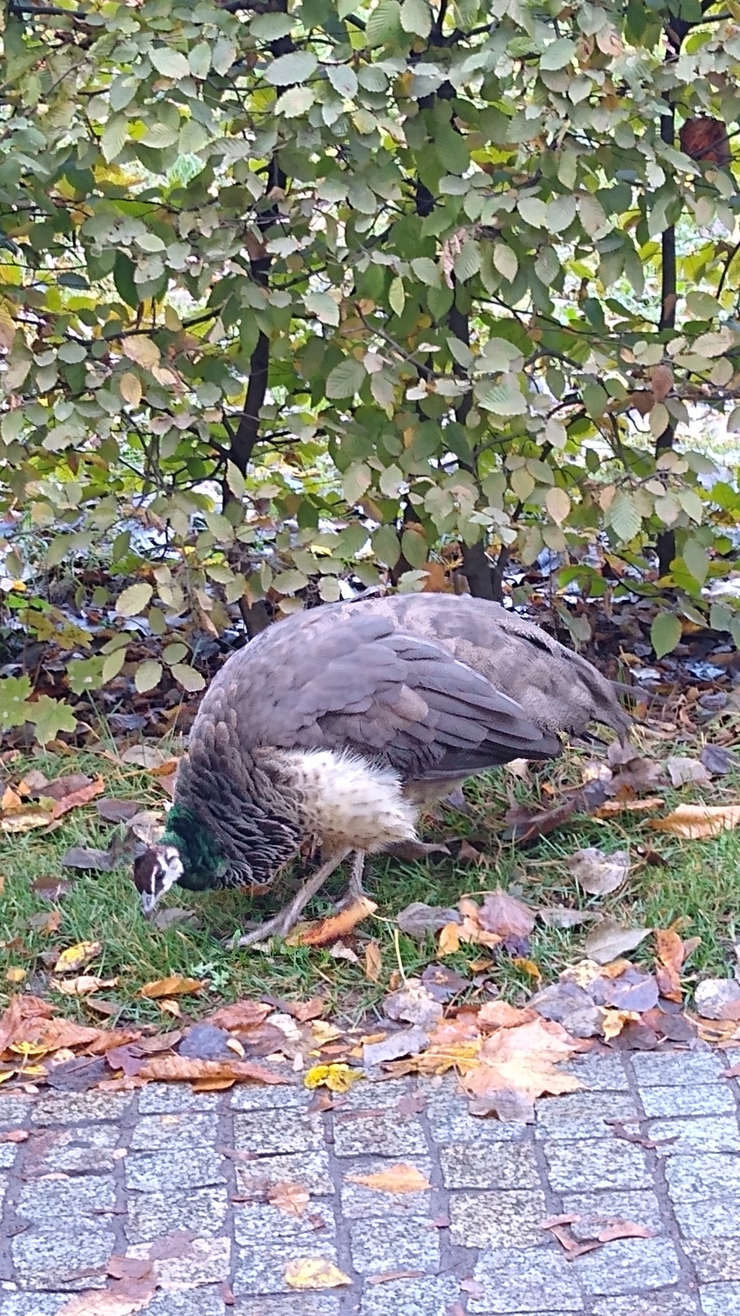 livebirdspoland_0fda921b30fca73d421184d08682791d.jpg