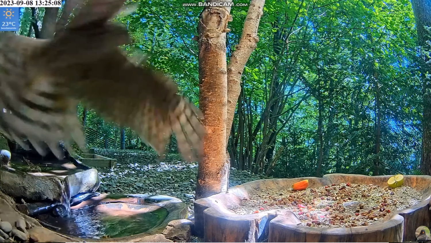 livebirdspoland_f72eedbf65c2ec95fc476ae6fa5a8735.png