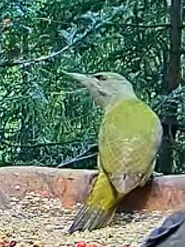 livebirdspoland_b6f1888a3ecaae1c90d275840d73de2b.jpg