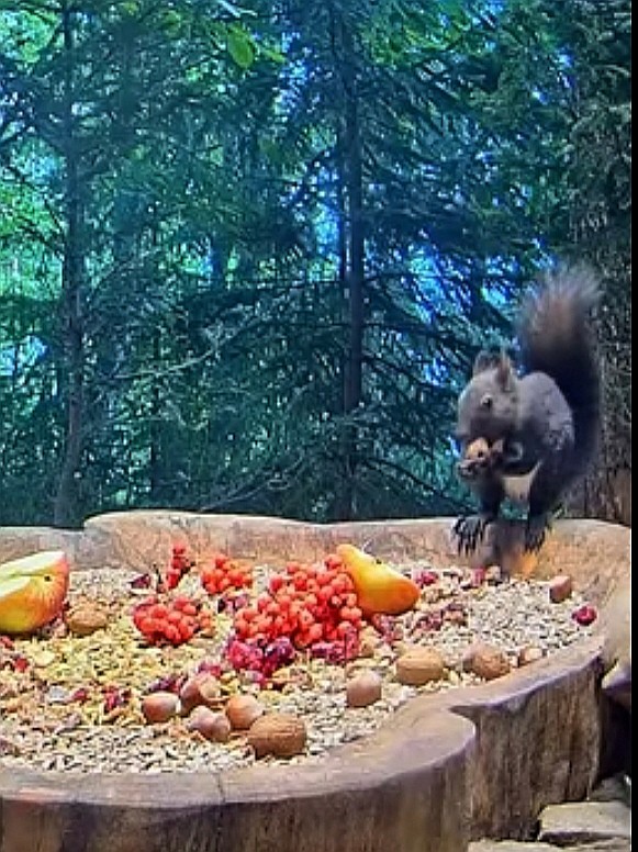 livebirdspoland_f672e063c0c96fefce29db58f1f0ce2e.jpg