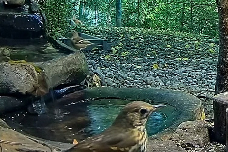 livebirdspoland_6bf76890c62e3f7f41052959ef1db914.jpg