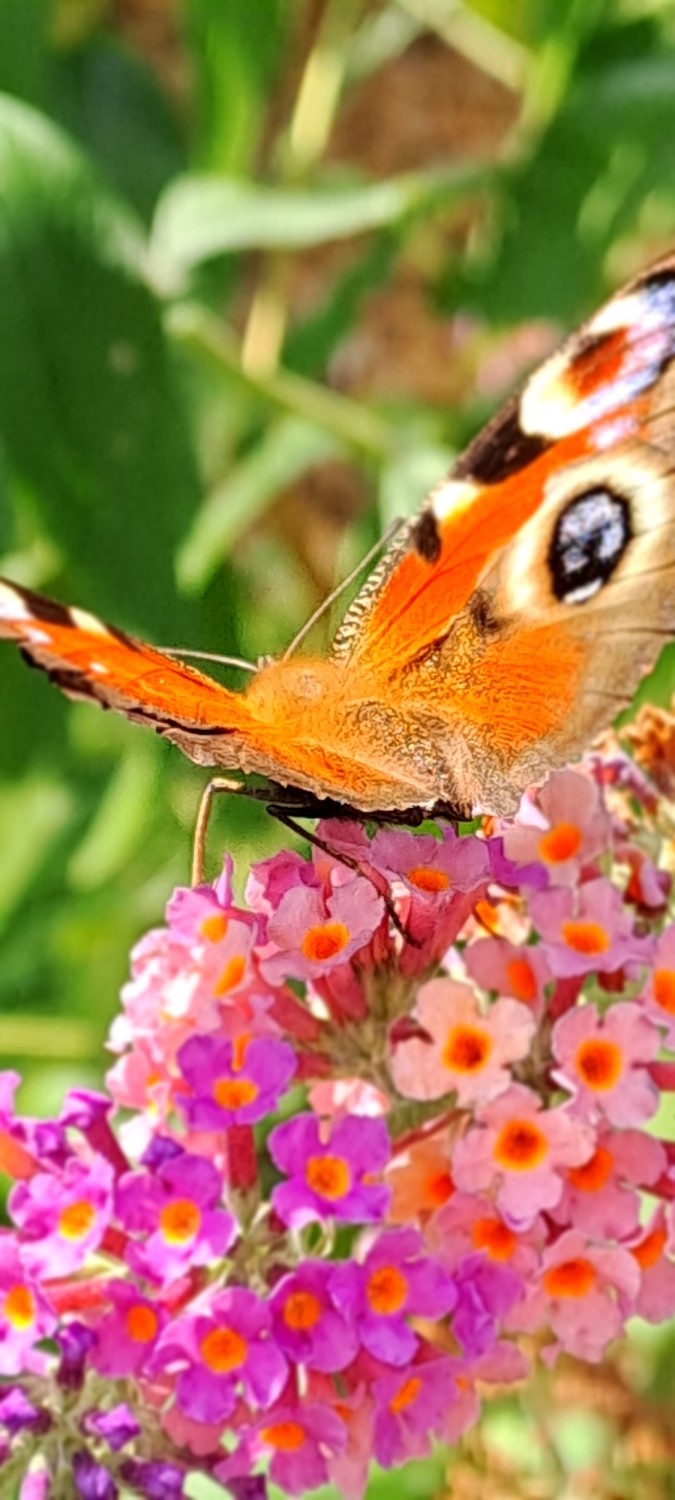 livebirdspoland_3c1bc22bb9837f07a4e1704f4296780c.jpg