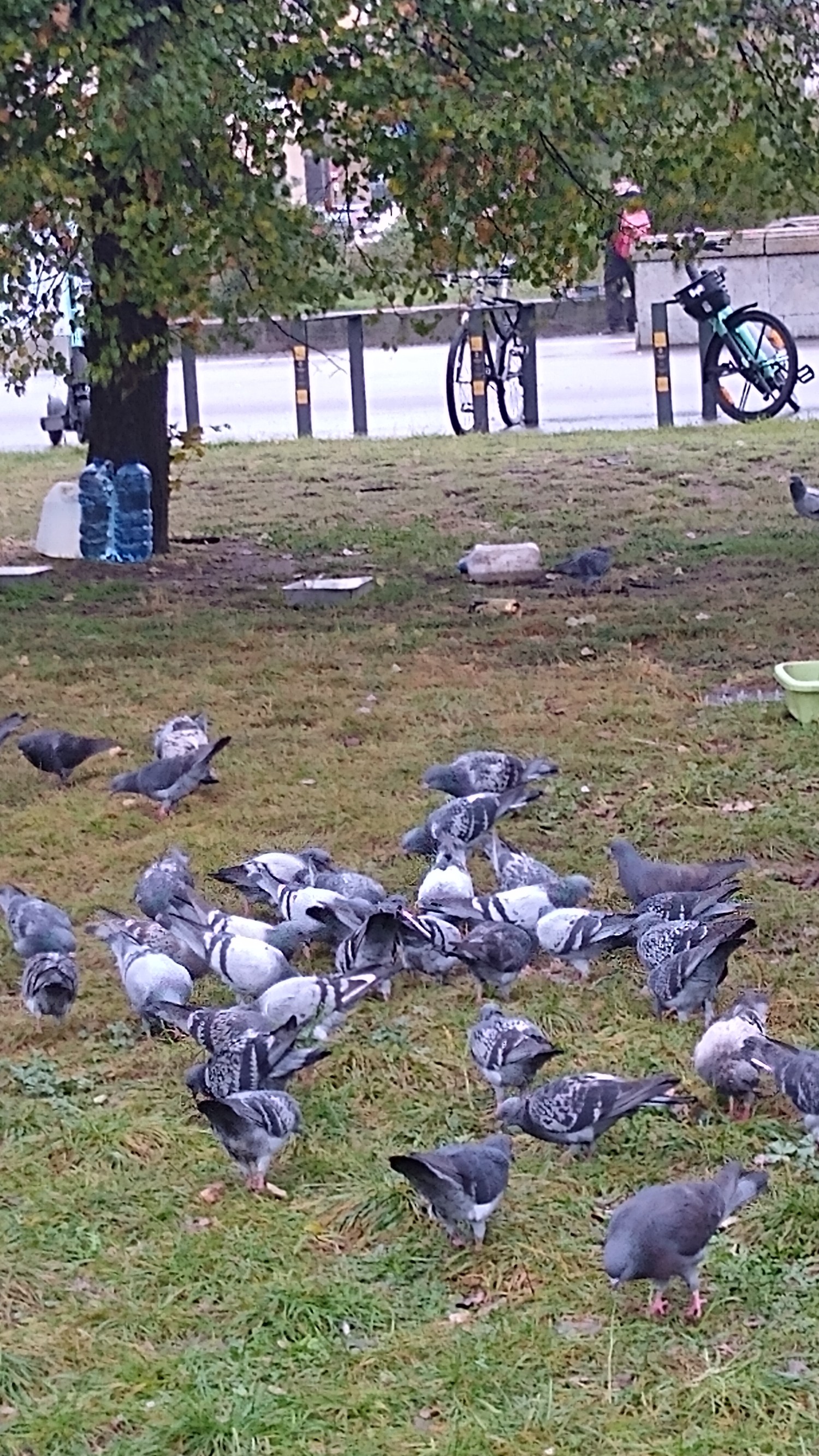 livebirdspoland_5f7b54d757996feca4e96f9ed3516771.jpg