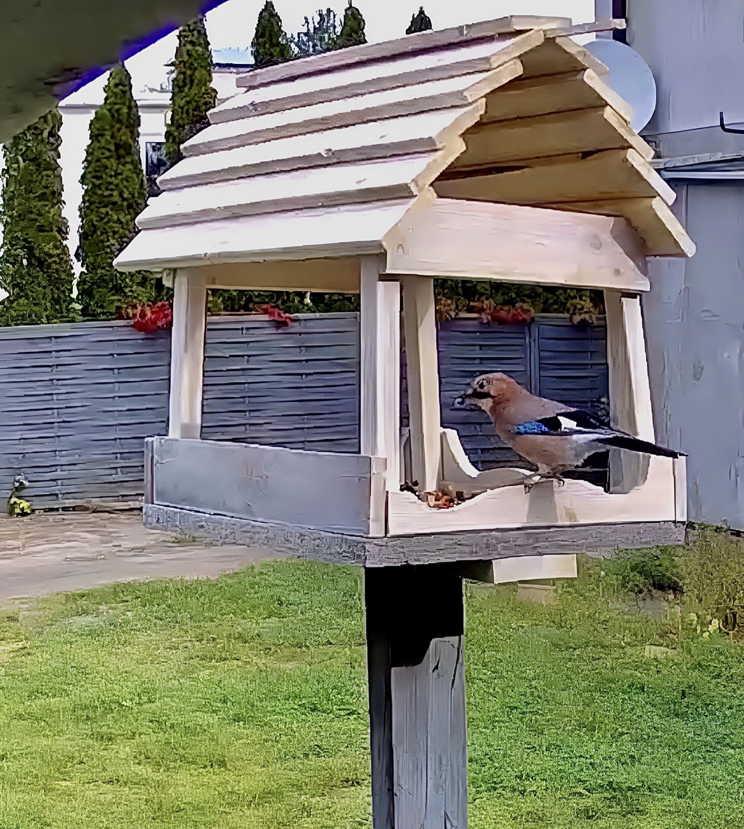 livebirdspoland_c6b54fae6102a6e46c2e28a5d338a7da.jpg