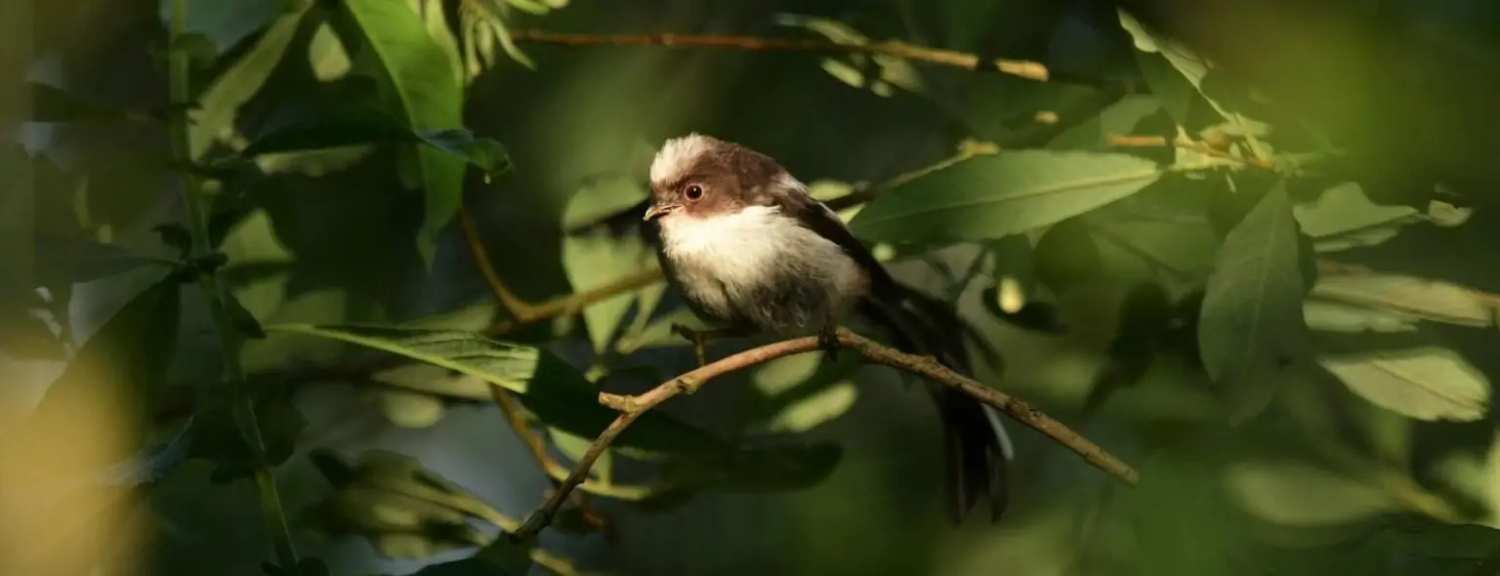 livebirdspoland_d2d823ed87f48a7cc1fc156e84d9c714.png