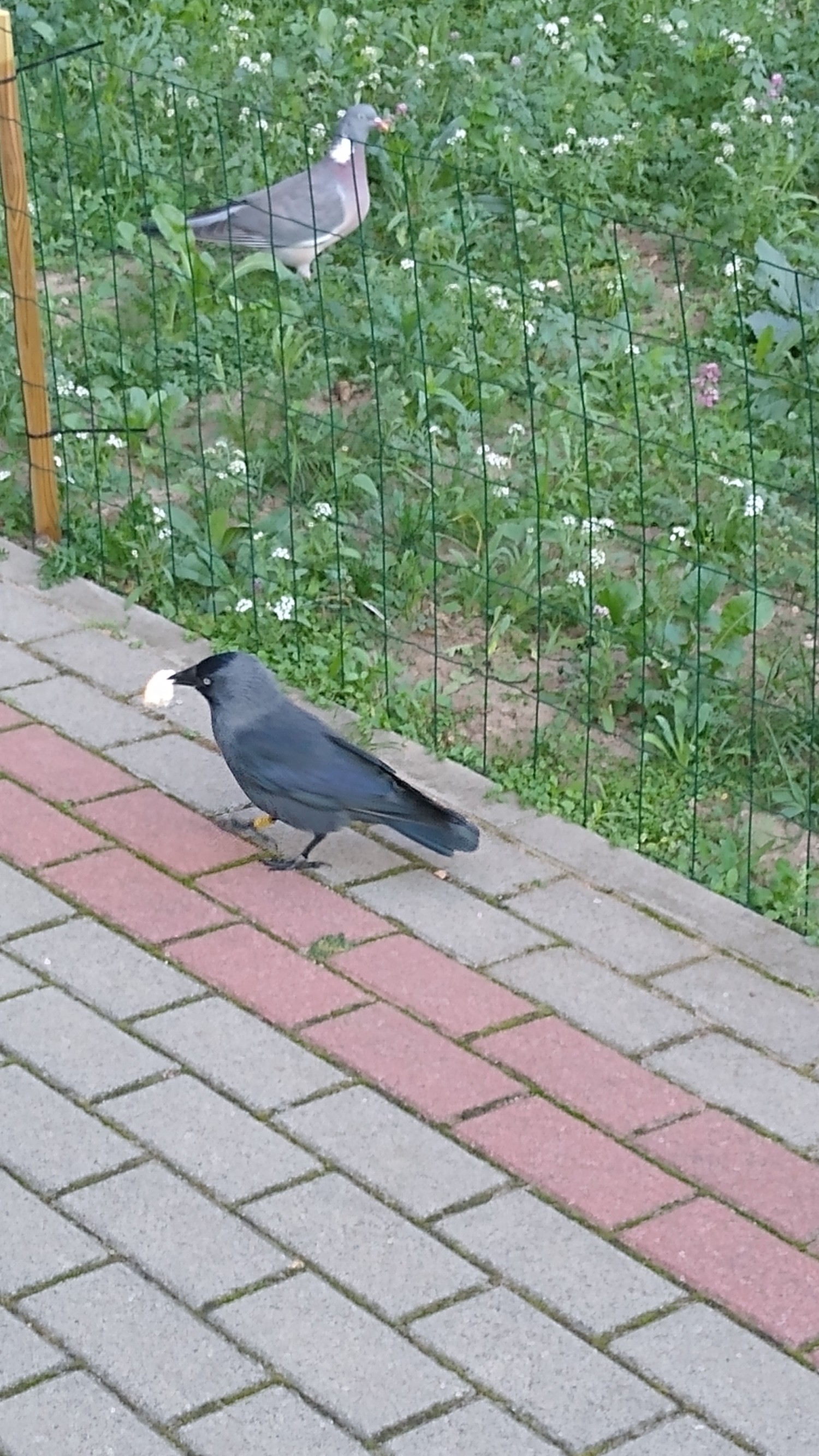 livebirdspoland_6abeb45d584f1e4e6d840f9f90bdf3f4.jpg