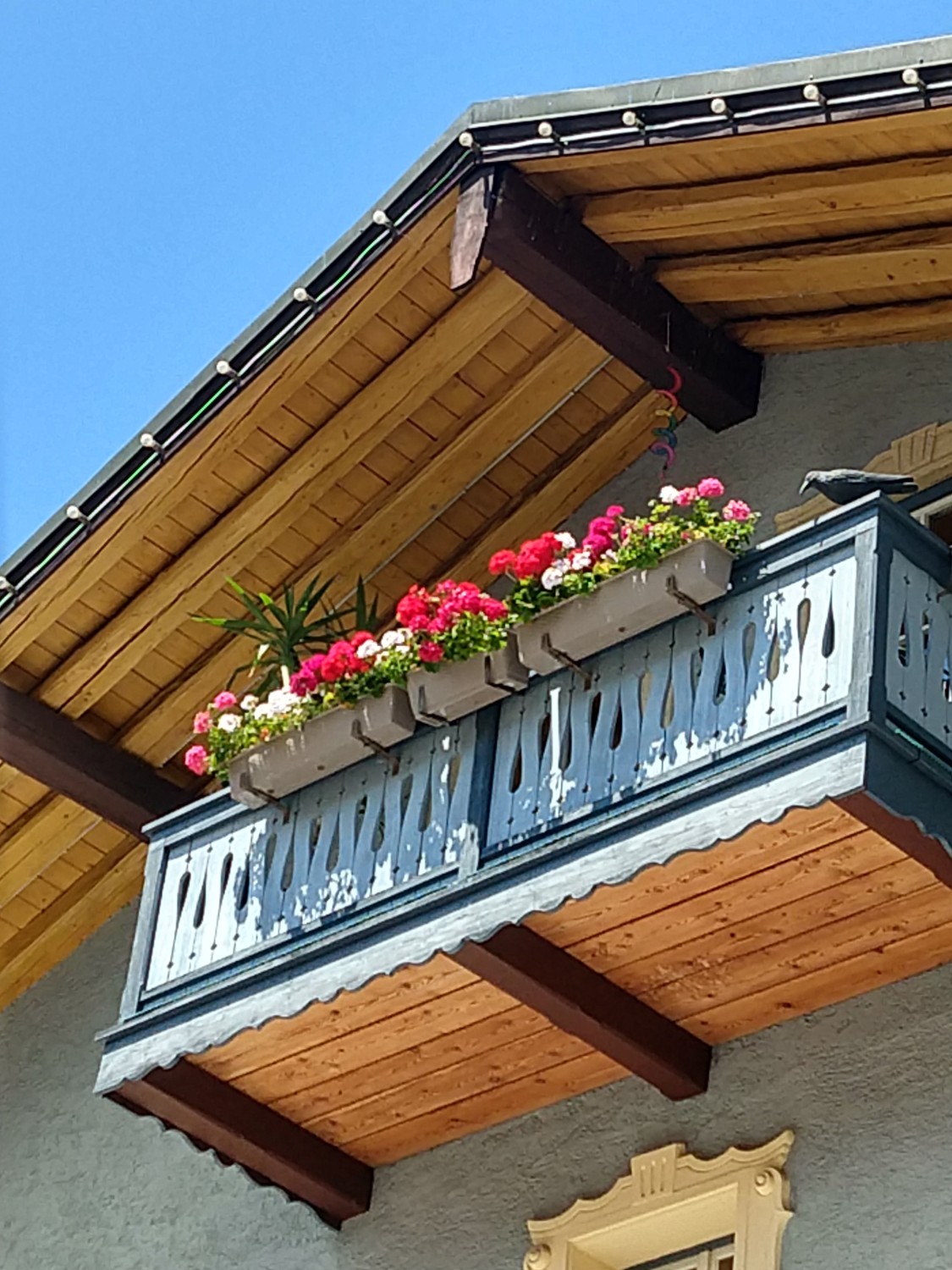 livebirdspoland_773213ec611c99db35093091693e99d8.jpg