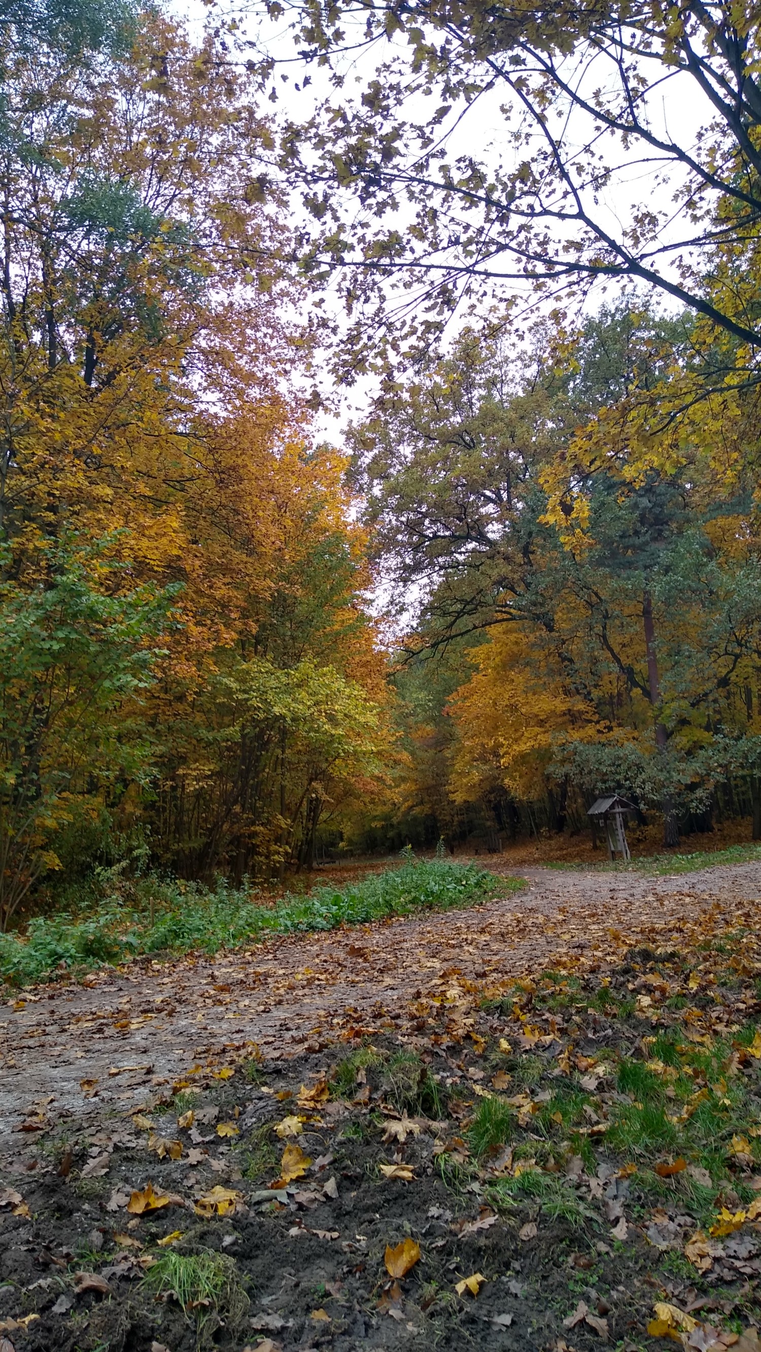 livebirdspoland_6d6f0b341386e74fb3976bee66839493.jpg