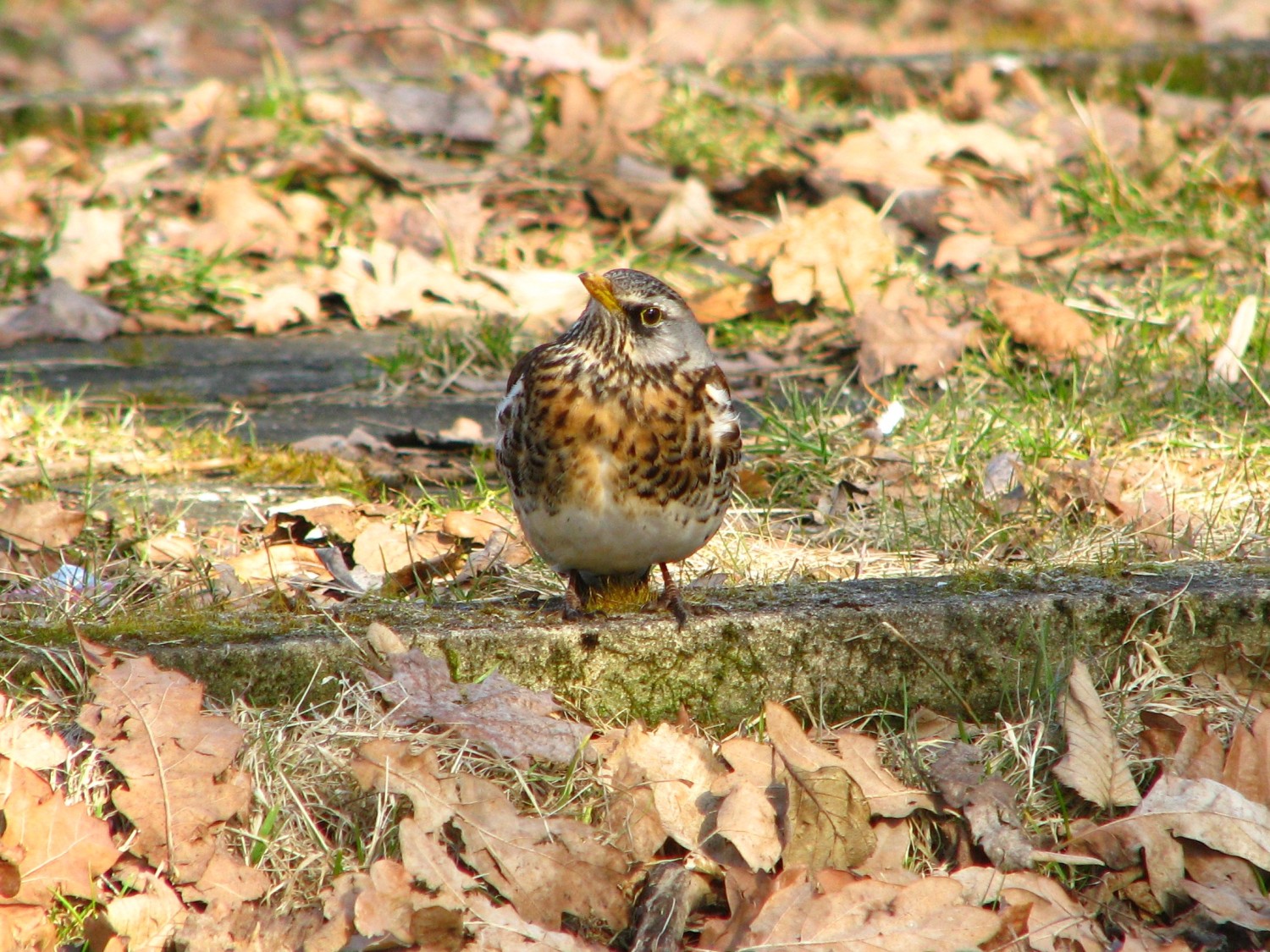 livebirdspoland_0ea05990beacd0aa51dc5b7df4f50522.jpg