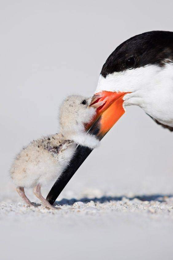livebirdspoland_a802cfbfe309165761cb52aaeb201c77.jpg