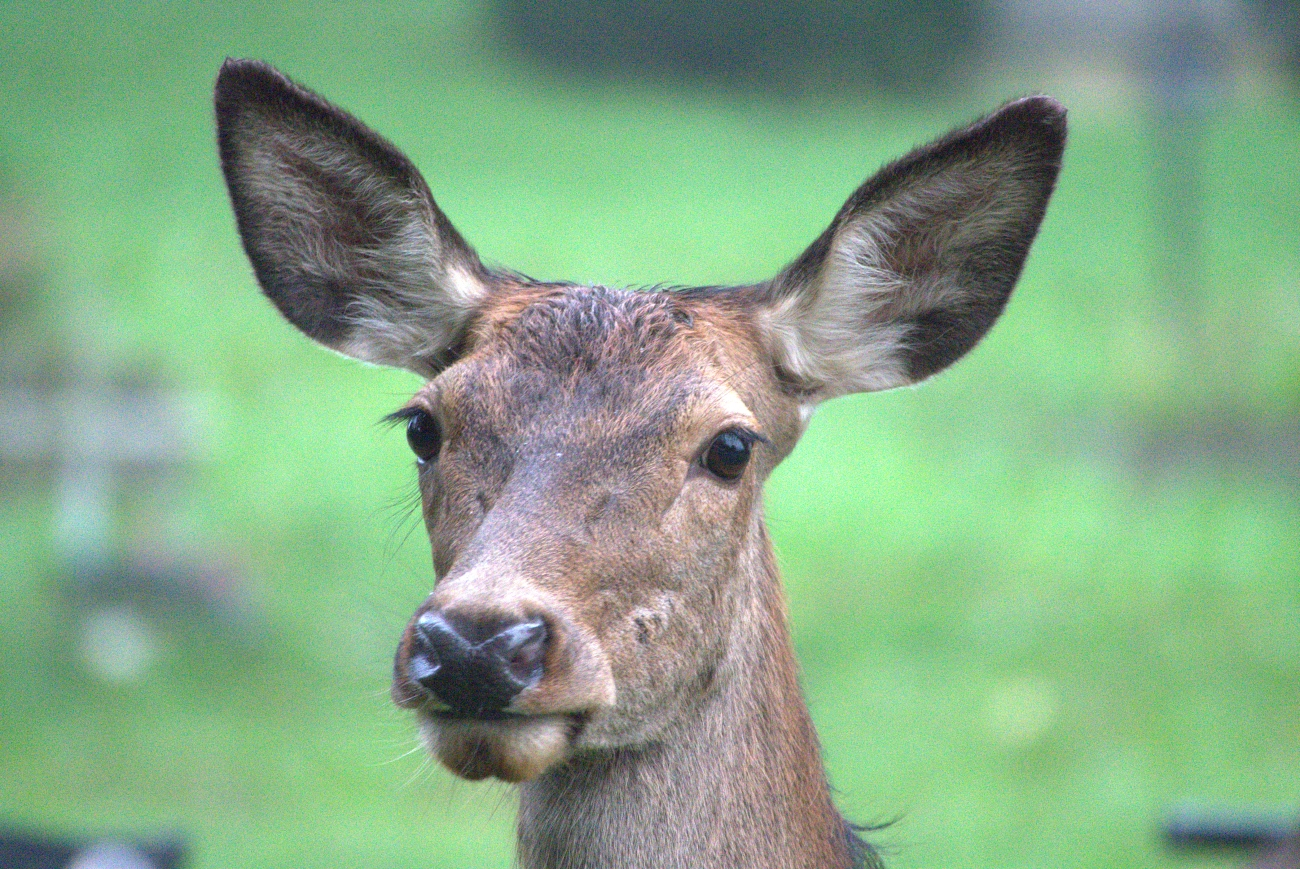 livebirdspoland_a98d96a031966239e7c2479a6967f110.png