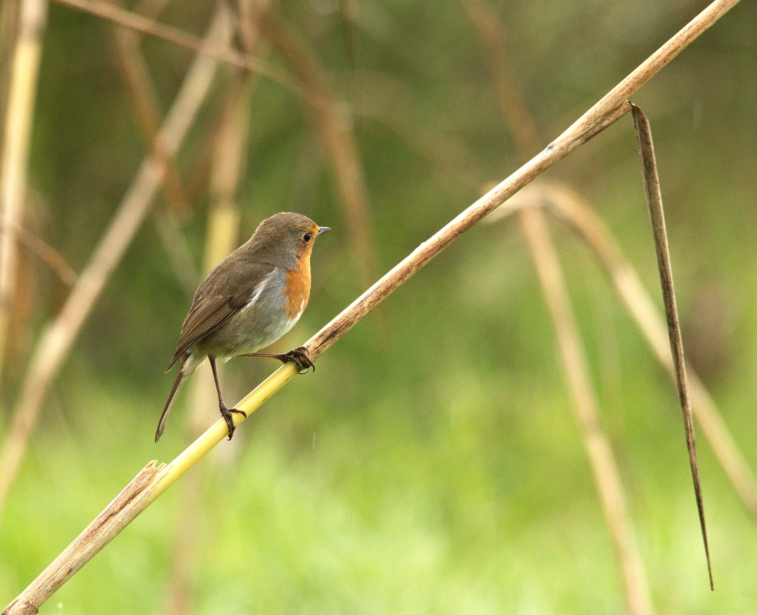 livebirdspoland_7cdc1c1608aa152f848a90deae9a6506.jpg