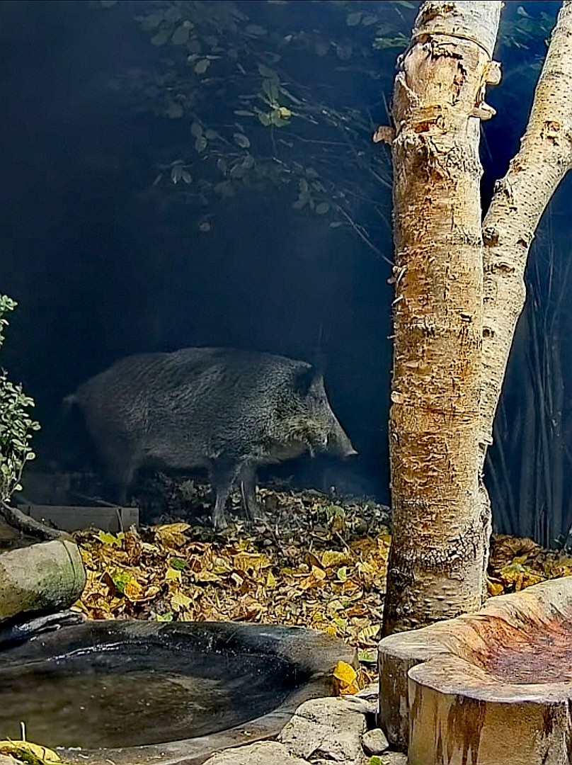 livebirdspoland_65613cdbbf7a819c9eb66b548ca30a2b.jpg