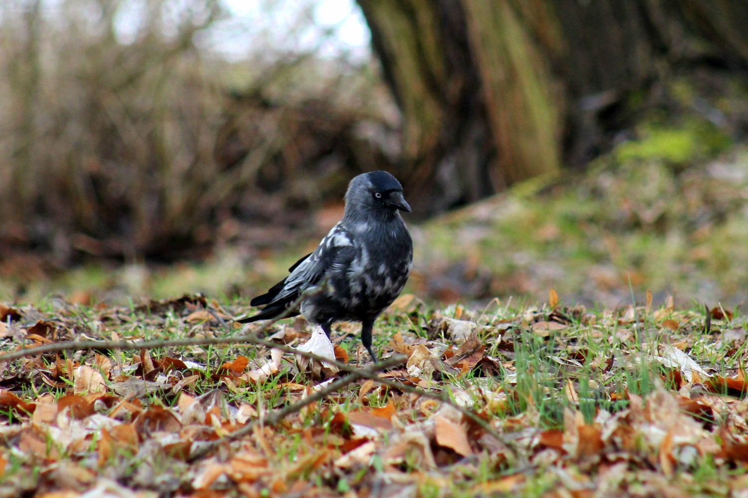 livebirdspoland_37f5fcdd23fcee3fa1c630eda1f2823c.jpg