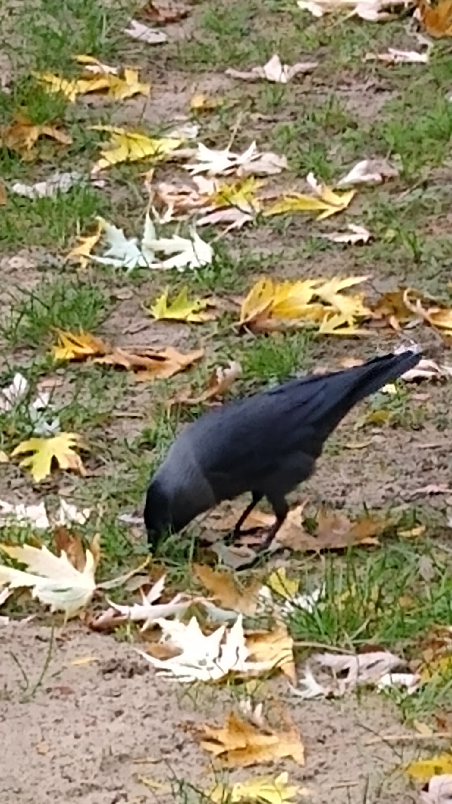 livebirdspoland_67d45164c1d0bac61eacce82c6d95a4e.jpg