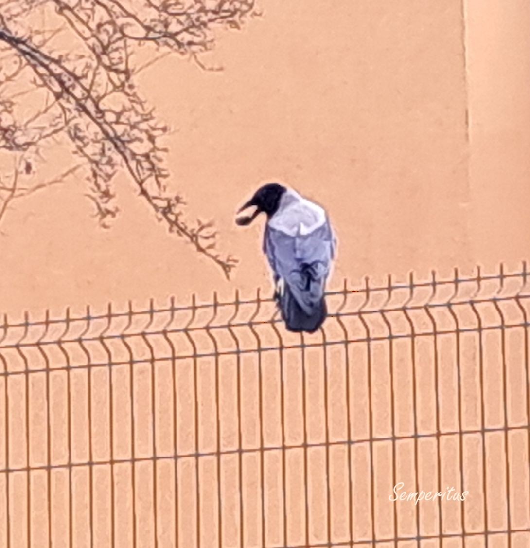 livebirdspoland_46370a615e0d2d65350668ae4da5f802.jpg