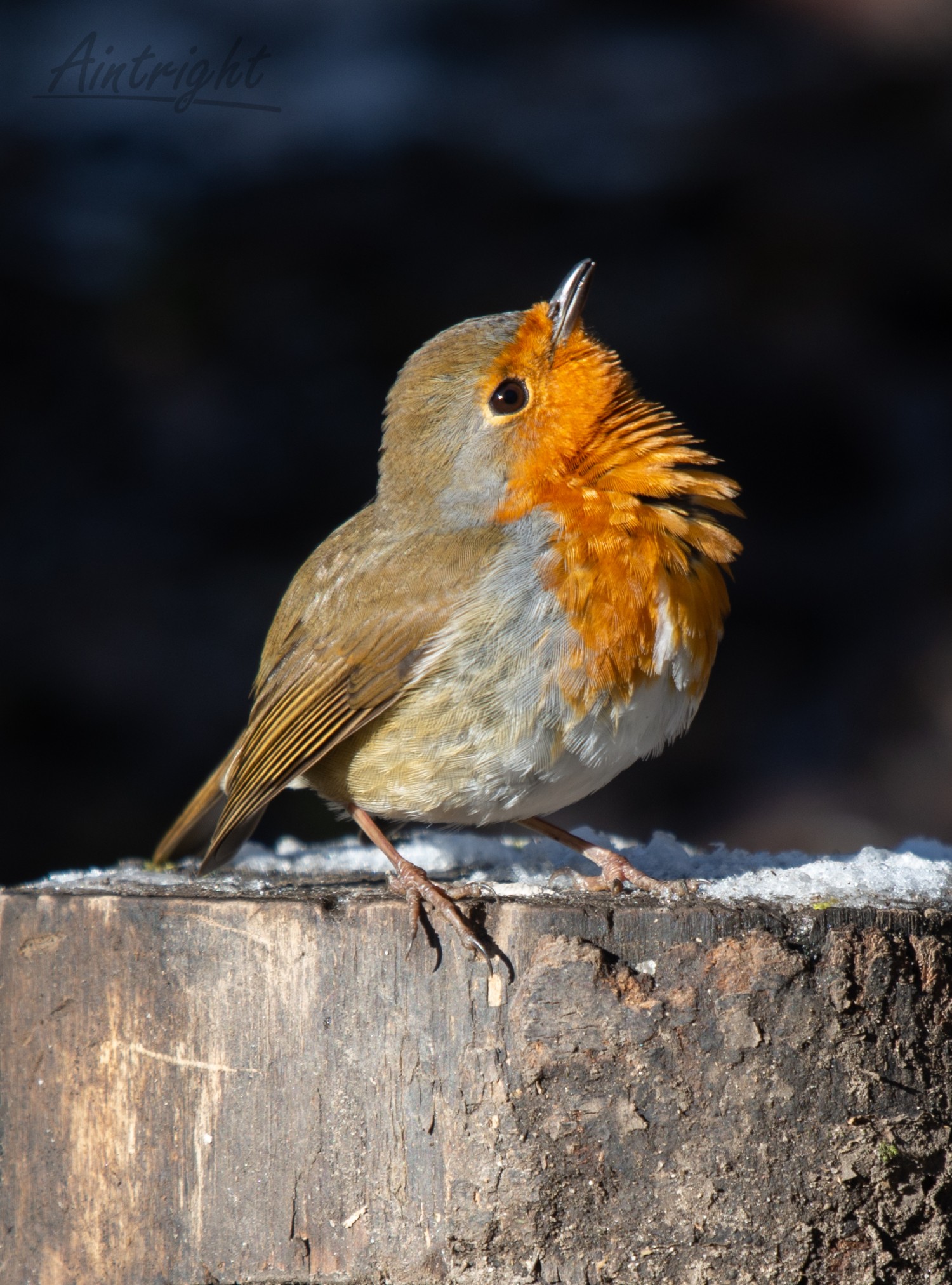 livebirdspoland_e53a5d6c044f04e6da2fd56b423a6e66.jpg