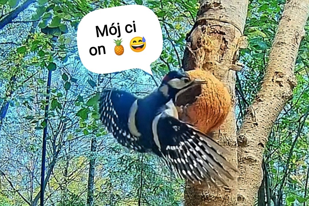 livebirdspoland_657d8b86f85b82b043cee9b26bbcaffa.jpg