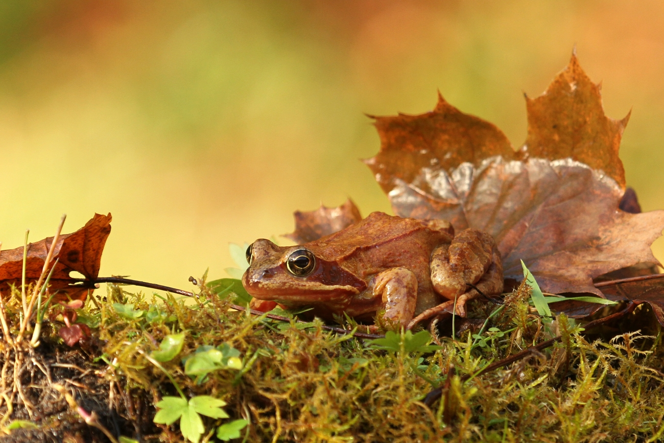 livebirdspoland_2354ae77455a20d0359645a76a8d602d.png