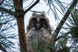 livebirdspoland_d41d40b9ef0eef5fcab10efda3fd1c1e.png