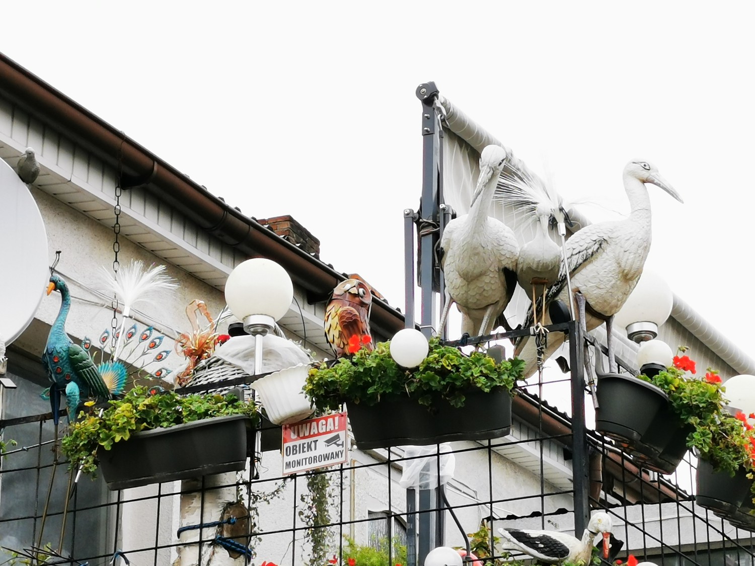 livebirdspoland_3a3eef7a93f731703e7e9cb2f909e0af.jpg