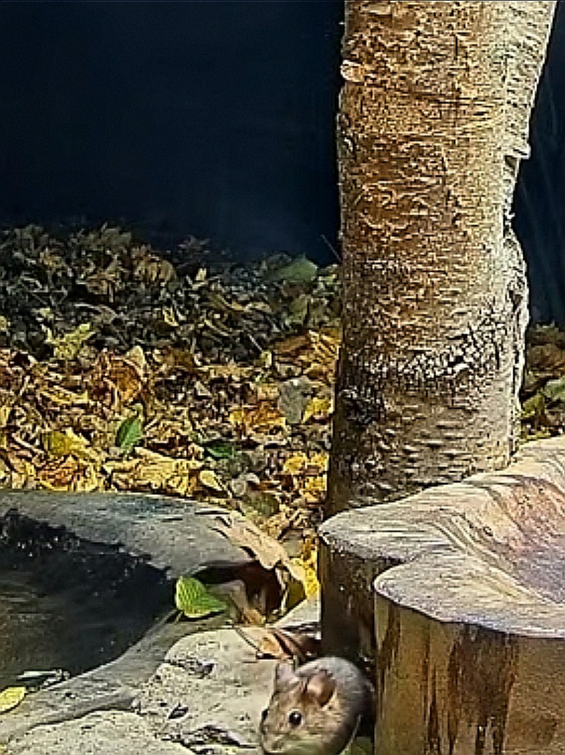livebirdspoland_d4327c1a8bfcd527814b1007ac326275.jpg