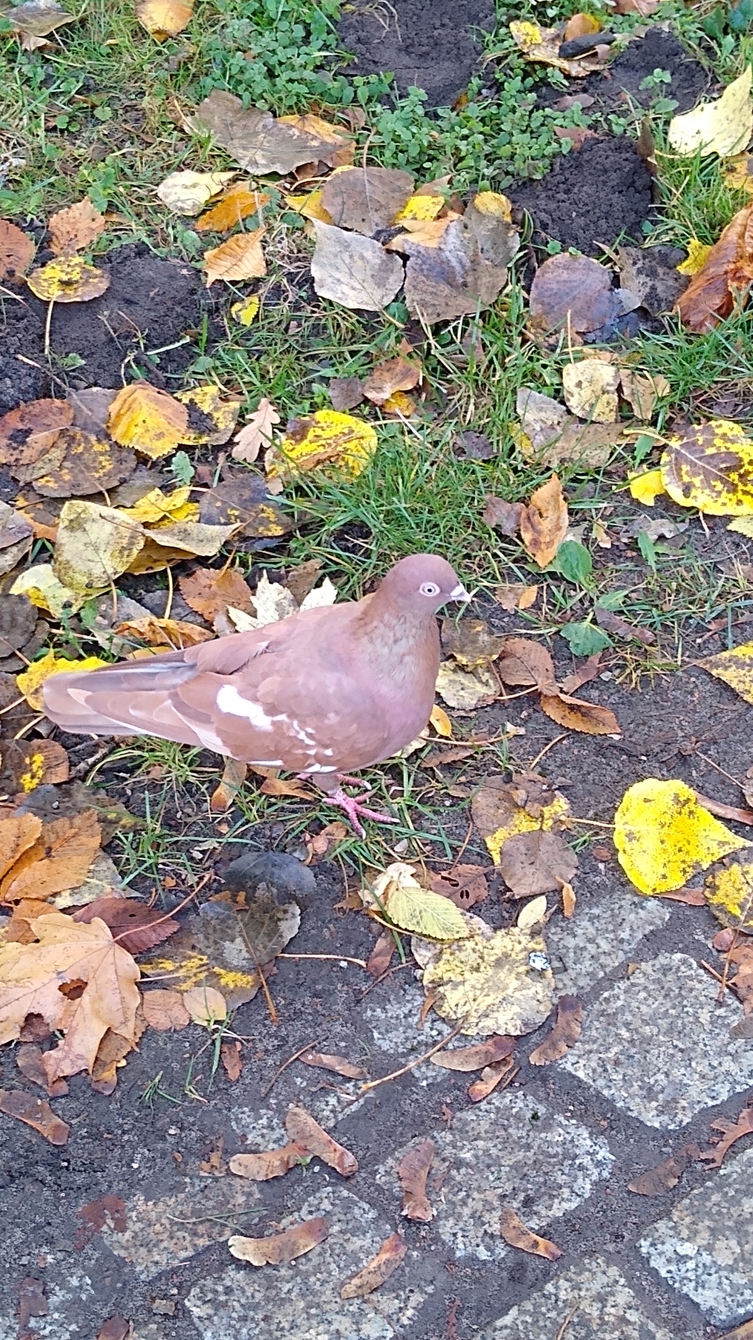 livebirdspoland_2ffc659ad798799f8af000af2af6930d.jpg
