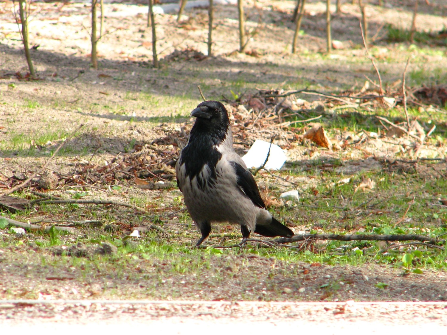 IMG_3495.JPG