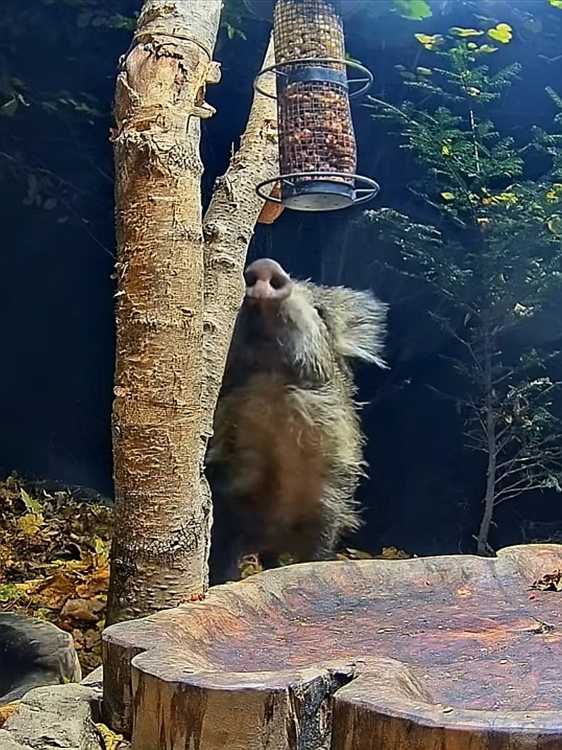 livebirdspoland_84d6312051b0f8d7a226da0d6799542d.jpg