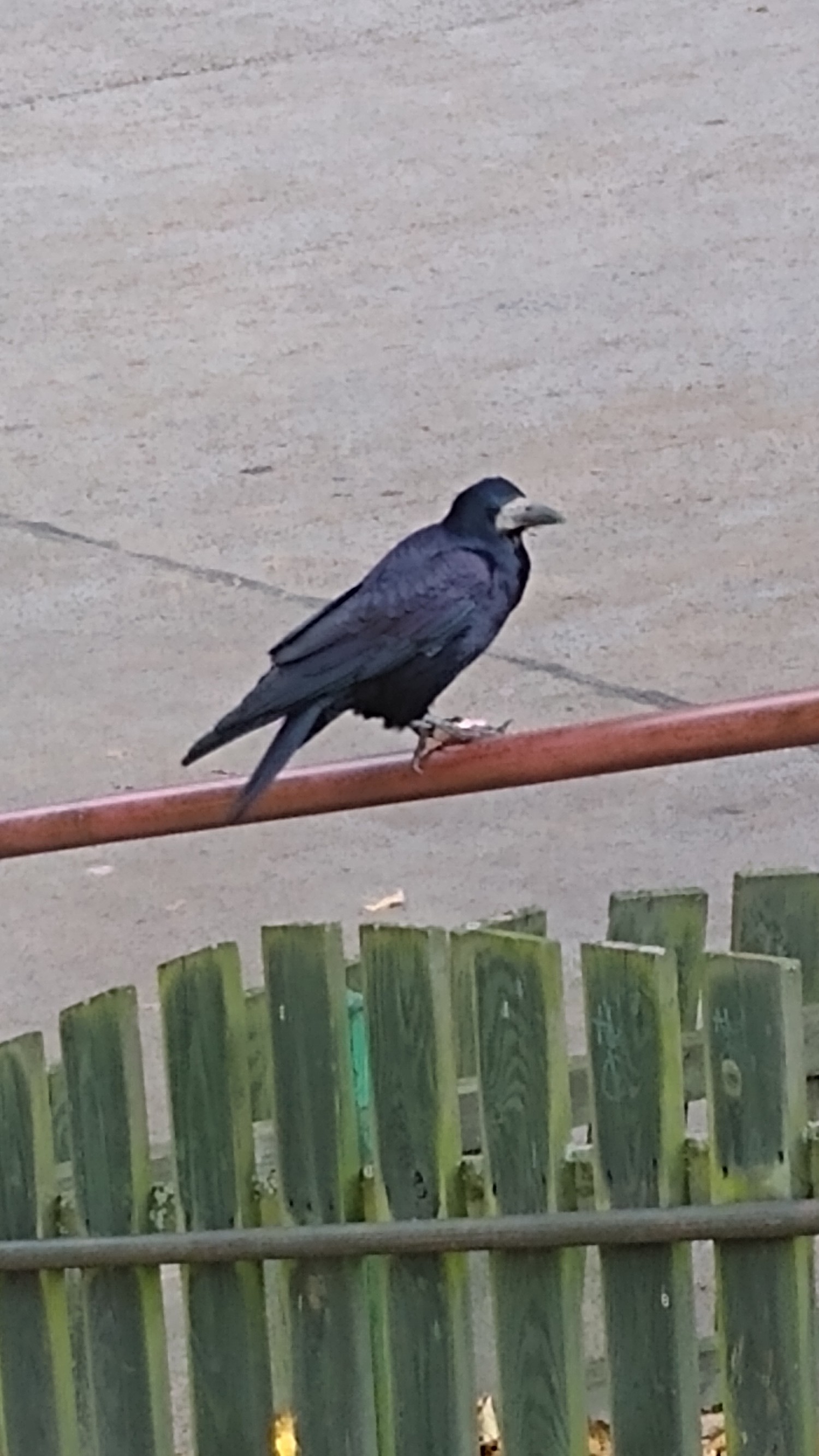 livebirdspoland_e2c3ef9d9523766768d48496fe01f145.jpg