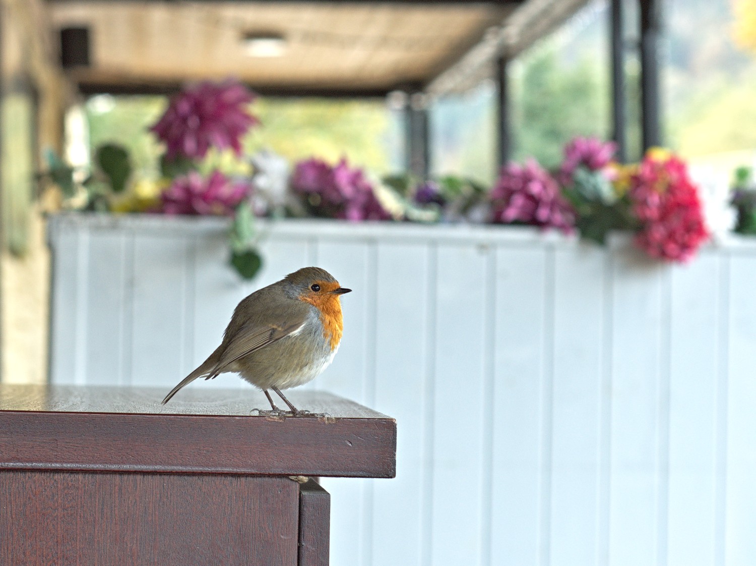 livebirdspoland_6dd0ee258f0dfa8c175b2484794fe1af.jpg