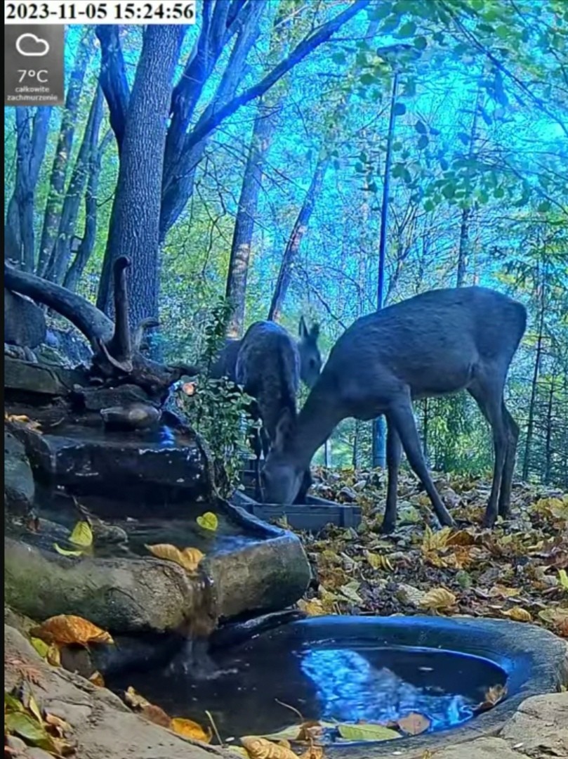 livebirdspoland_531a1aaecd86901ea1f192c76b713c20.jpg